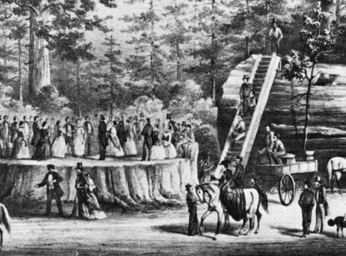 Native only to this California region, giant sequoias are some of the most ancient and massive beings in the world. The oldest known sequoias are about 2,500 years old.