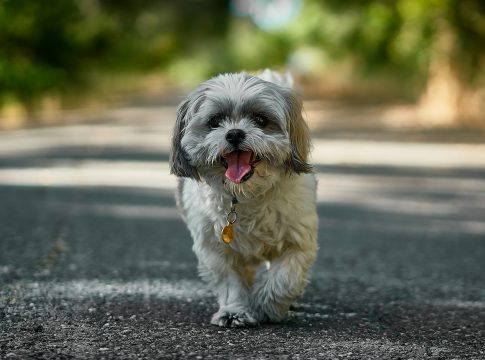Video: Roosevelt Island Goes to the Dogs