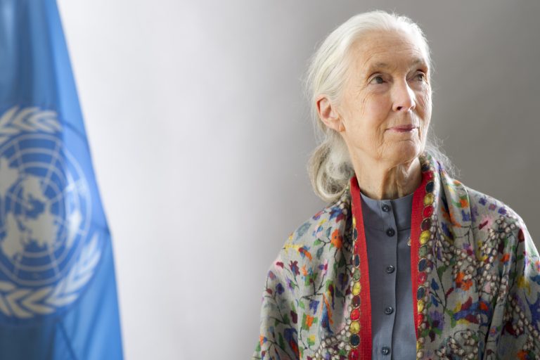 From the Forests of Gombe to Global Advocacy: Jane Goodall’s Unwavering Commitment to Conservation