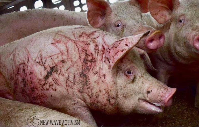 In My Heart, Not Yet in Reality, I am a Vegetarian