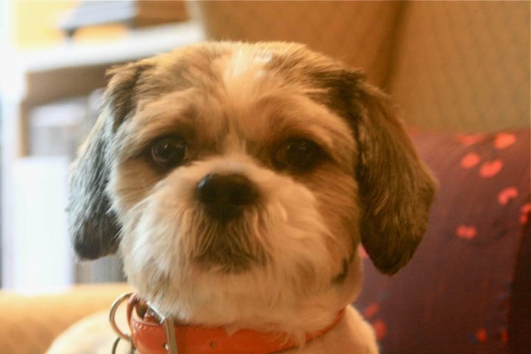 Remembering Our Beloved Shih Tzu, Jojo