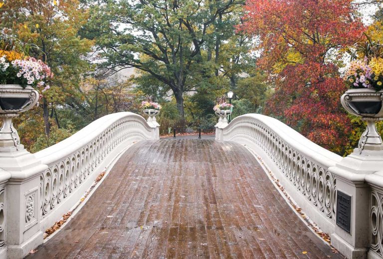 Dreaming of Rainbow Bridge: Reunion with Our Beloved Dogs