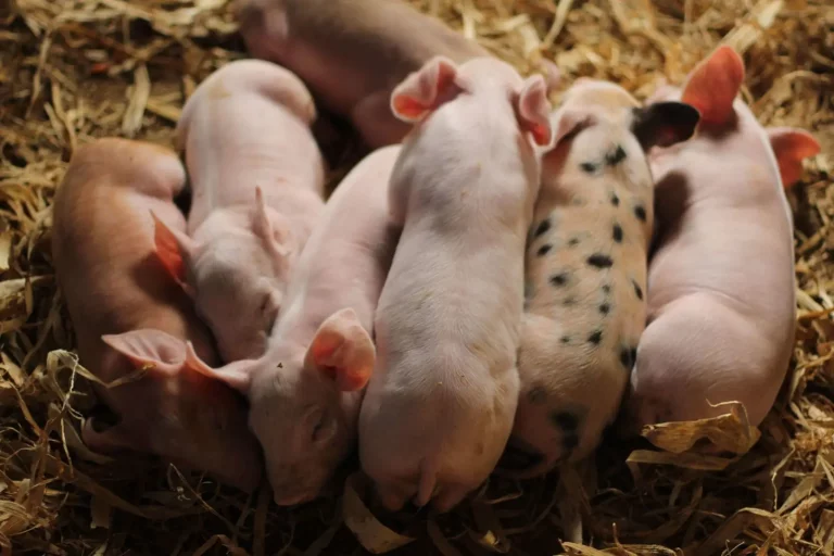 Caring for Pigs Like Pets: Why We Should Rethink Eating Pork Caring for Pigs Like Pets: Why We Should Rethink Eating Pork