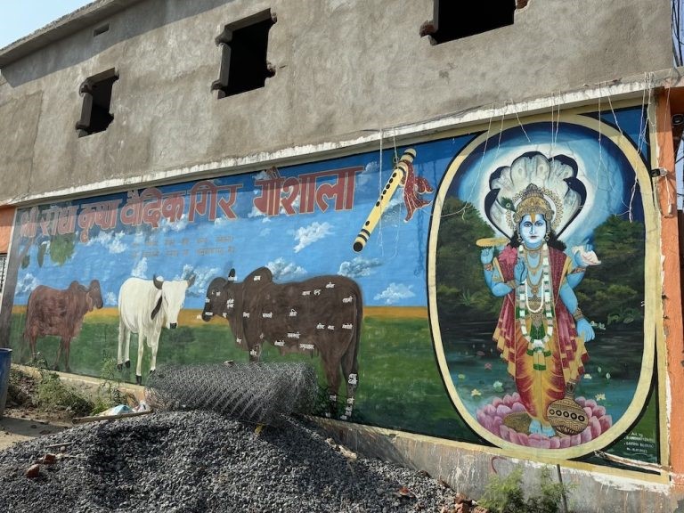 Unique Dairy Farm in Bihar Transforms Cow Products into Health Supplements