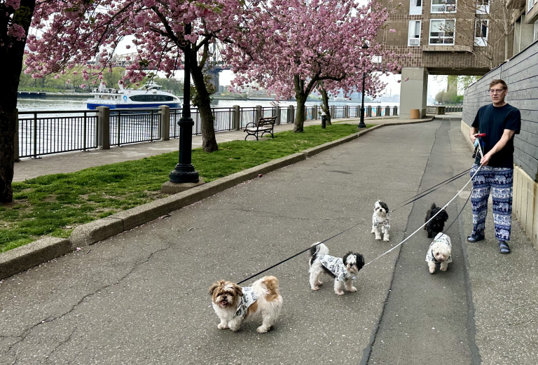Our Work with the Shih Tzu Rescue Society of New York