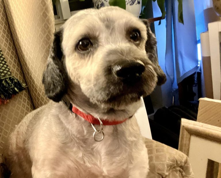 Up Close with Clover