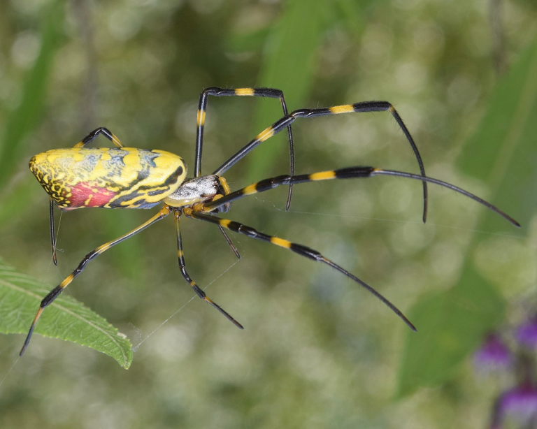 Invasive Joro Spiders Advance in U.S.: An Arachnophobe’s Perspective