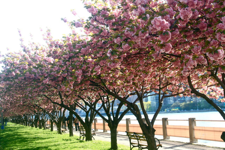 One Decade of Cherry Blossoms