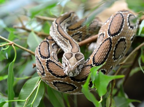 Snakebite Deaths Soar to 7,000 a Year in Rural Bangladesh