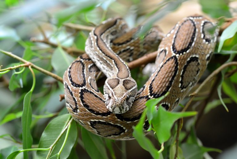 Snakebite Deaths Soar to 7,000 a Year in Rural Bangladesh Snakebite Deaths Soar to 7,000 a Year in Rural Bangladesh