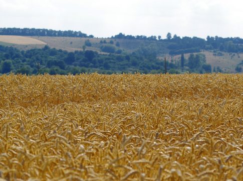 Photo: Wheat field in Ukraine. Credit: Vinnserg 18/Flickr.