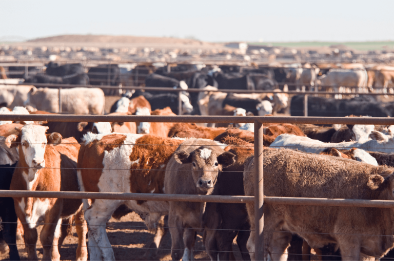 Plant-Based Diets: A Solution to End World Hunger Plant-Based Diets: A Solution to End World Hunger