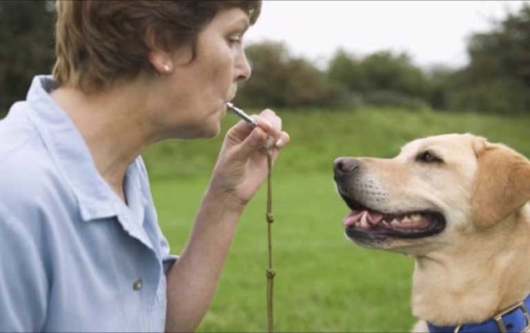 Decoding Dog-Whistling: Subtlety of Hidden Messaging