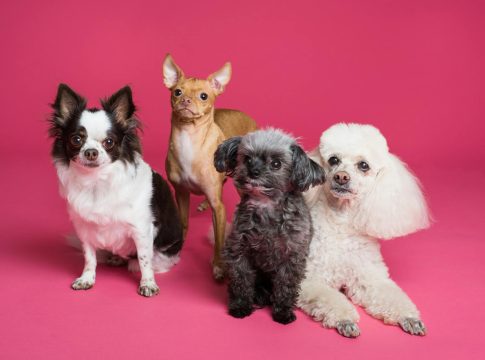 Photo by Goochie Poochie Grooming on <a href="https://www.pexels.com/photo/photo-of-different-puppies-3299905/" rel="nofollow">Pexels.com</a>