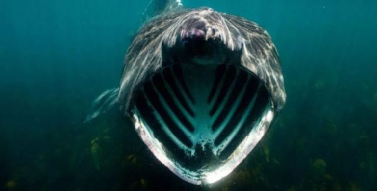 Swallowed by Whale: Trump and the Fate of American Democracy