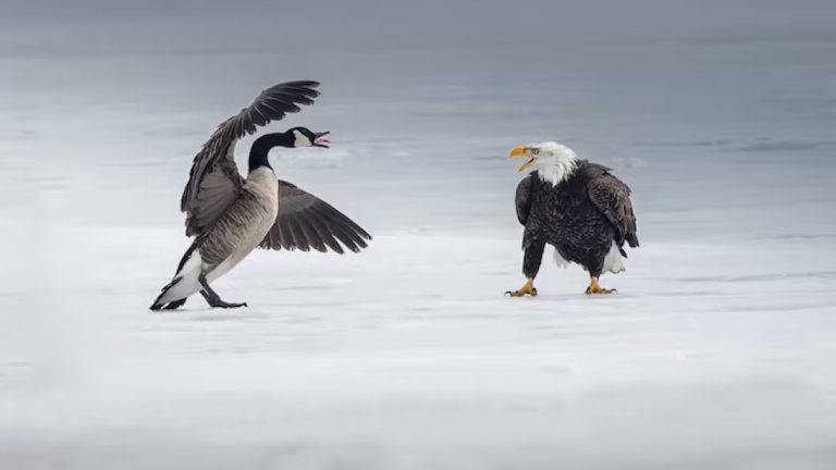 Eagle vs. Goose: A Symbolic Showdown on Burlington Bay