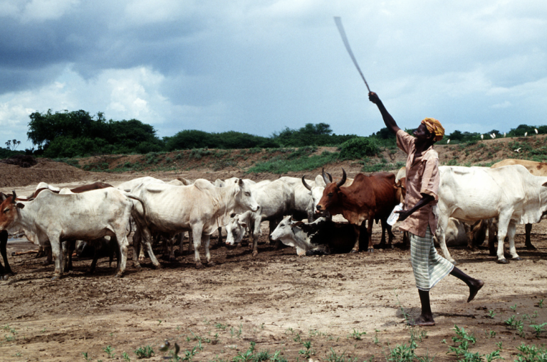 U.S, Israel Explore African Nations for Gaza Palestinian Resettlement