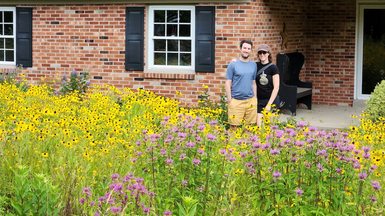 Why Homeowners are Ditching Grass Lawns for Wild Meadows