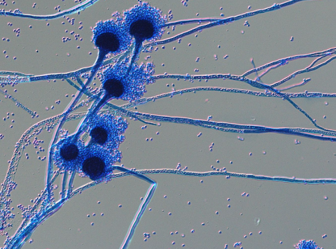 Deadly Fungi Threaten Millions as Global Temperatures Rise