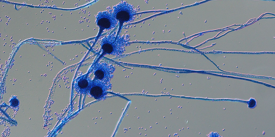 Deadly Fungi Threaten Millions as Global Temperatures Rise