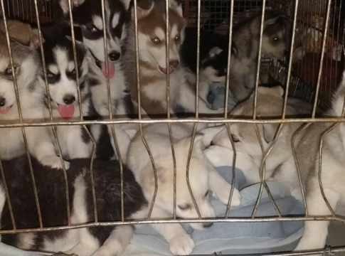 E.U. Pet Welfare Law Creates Unintended Trade Loopholes