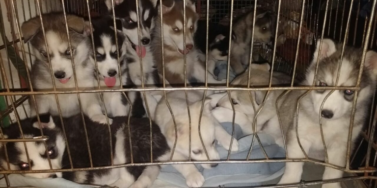 E.U. Pet Welfare Law Creates Unintended Trade Loopholes E.U. Pet Welfare Law Creates Unintended Trade Loopholes