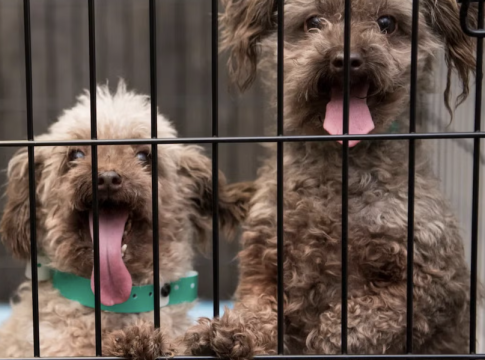 Puppy Mills: In America, Legal Loopholes Fuel Cruelty