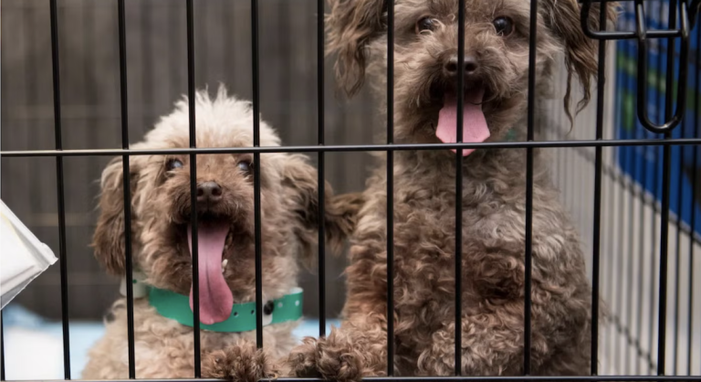 Puppy Mills: In America, Legal Loopholes Fuel Cruelty
