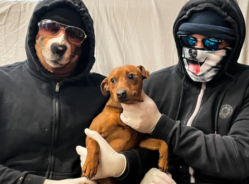 European Dog Trafficking Networks Exploit Vulnerable Animals