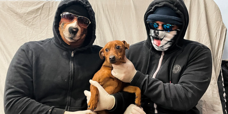 European Dog Trafficking Networks Exploit Vulnerable Animals European Dog Trafficking Networks Exploit Vulnerable Animals