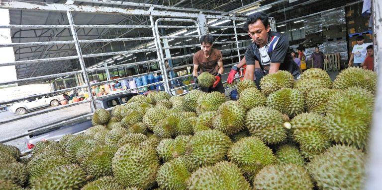 China, Thailand Partner to Modernize Durian Farming for Global Demand