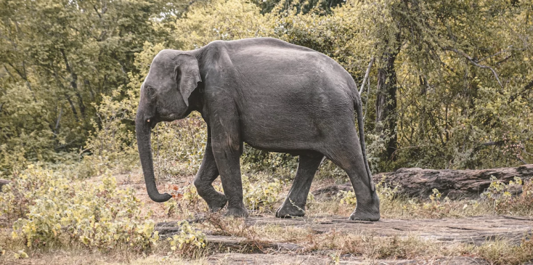 In Sri Lanka: The Basics for Americans – a Primer In Sri Lanka: The Basics for Americans – a Primer