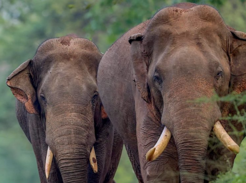 Sri Lanka’s Enduring Magic: Elephants, History, and Human Connections