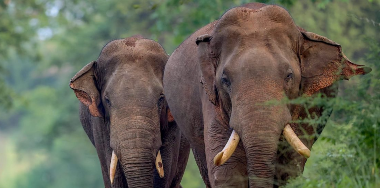 Sri Lanka’s Enduring Magic: Elephants, History, and Human Connections