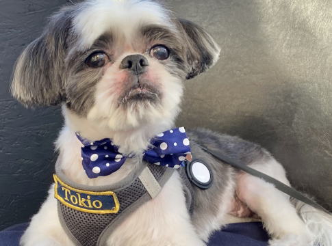 Little Tokio whose eyesight is fading with age. Photo credit: The Stewardship Report.