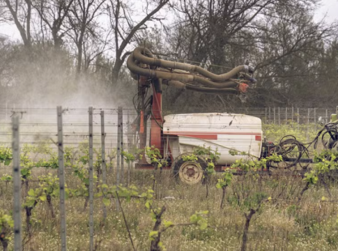 French Petition Against Bee-Killing Pesticide Gains Momentum