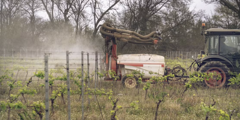 French Petition Against Bee-Killing Pesticide Gains Momentum