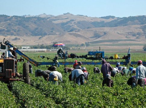 Farm workers harvesting yellow bell peppers near Gilroy, California. Crews like this may include illegal immigrant workers as well as members of the United Farm Workers Union founded by Cesar Chavez.