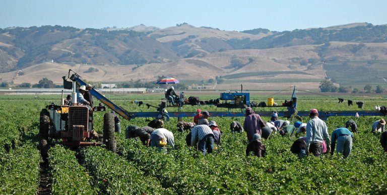 Farm workers harvesting yellow bell peppers near Gilroy, California. Crews like this may include illegal immigrant workers as well as members of the United Farm Workers Union founded by Cesar Chavez.
