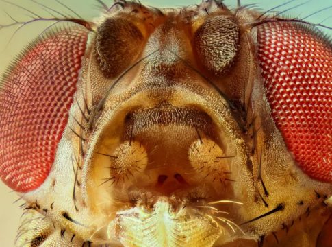 Close up: Drosophila melanogaster is a species of fly often referred to as the ‘fruit fly.’ D. melanogaster are attracted to rotting fruit and fermenting beverages, and are often found in orchards, kitchens and pubs.