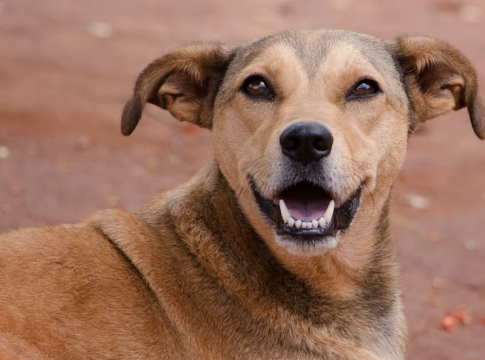 Through no fault of their own, dogs have become a problem in India. Government data shows 3.7 million reported dog bites nationwide in 2024. The Supreme Court of India is demanding solutions.