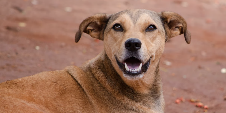 Delhi Courts Order Mass Stray Dog Roundup, Without Providing Funds Delhi Courts Order Mass Stray Dog Roundup, Without Providing Funds