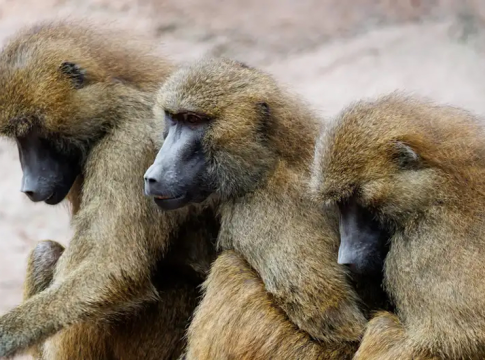 Nüremberg Zoo Faces Backlash Over Baboon Cull