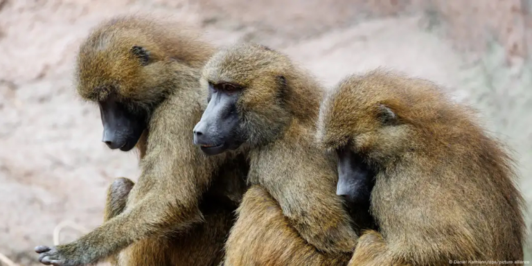 Nüremberg Zoo Faces Backlash Over Baboon Cull
