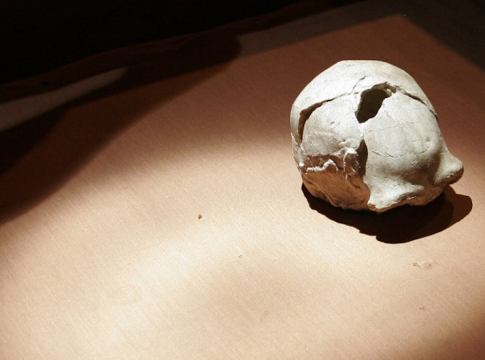 Netherlands Returns Historic “Java Man” Fossils to Indonesia