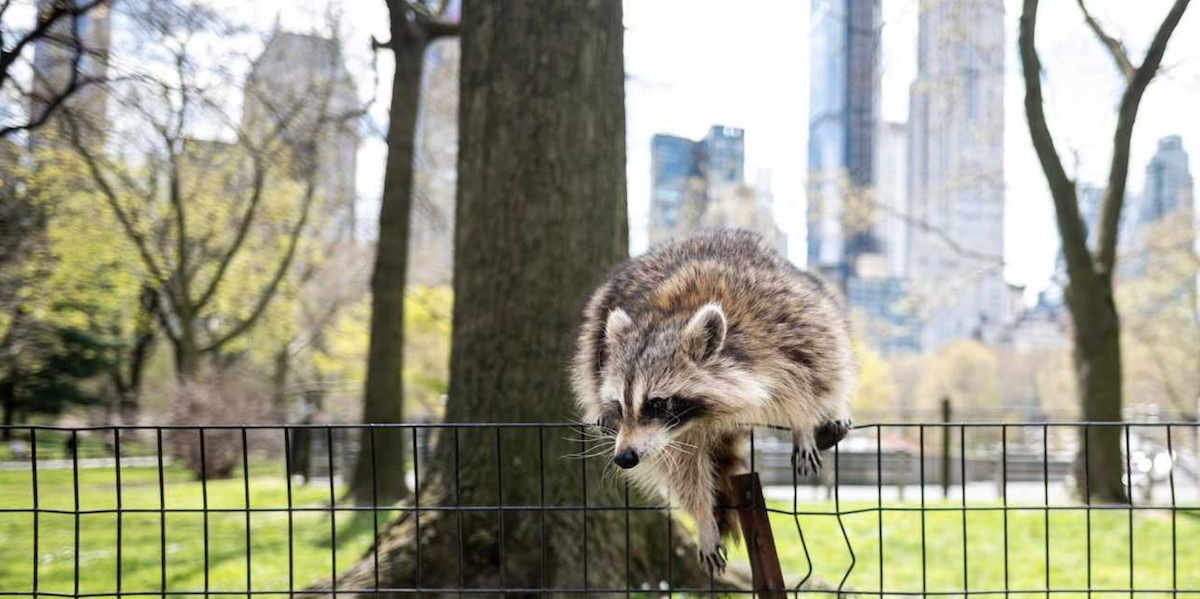 New York City: Urban Raccoons Show Early Signs of Domestication