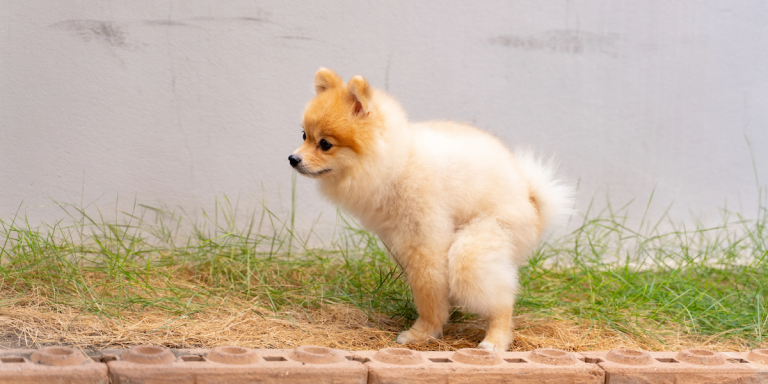 Who Knew? Our Cats and Dogs Have a Tremendous Carbon Footprint