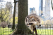New York City: Urban Raccoons Show Early Signs of Domestication
